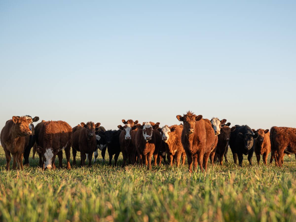 En un 94% disminuyó la población de especies en Latinoamérica y el caribe