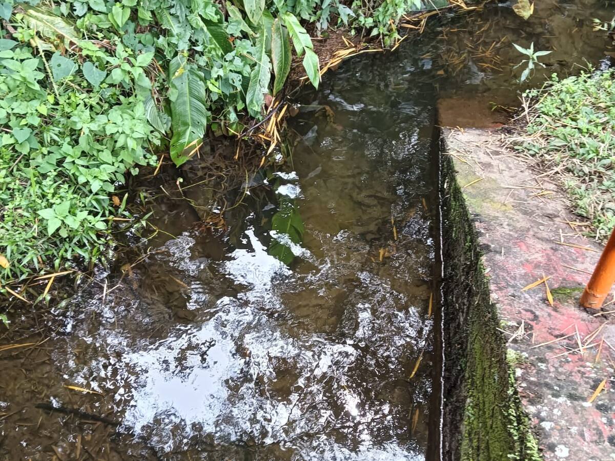 Con “Guardianes de la Quebrada” buscan restaurar el ecosistema de la quebrada Mal Paso en Armenia