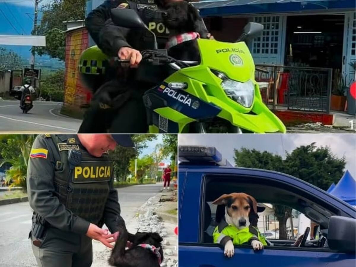 Huellas de lealtad es un programa que impulsa la Policía del Quindío en pro de los animalitos