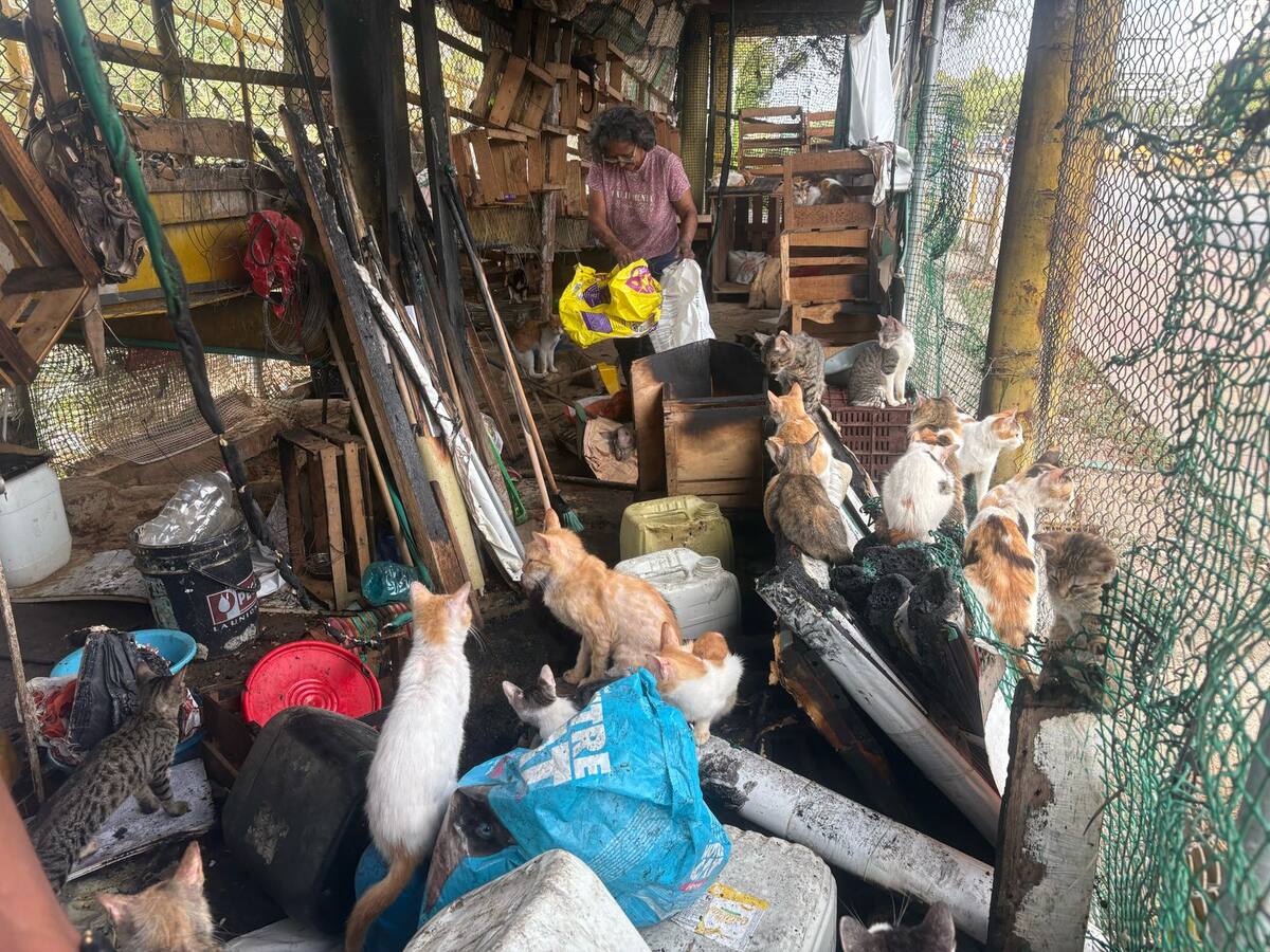 Incendio en resguardo de gatos causó pánico en Cartagena: comunidad denuncia manos criminales