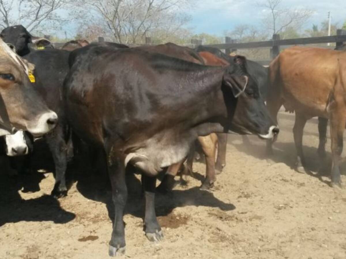 Lluvias afectan al sector ganadero del Tolima