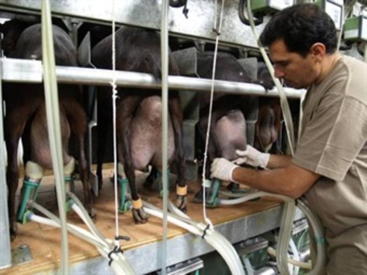 Mincomercio y sector lechero denuncian problemas estructurales del sector