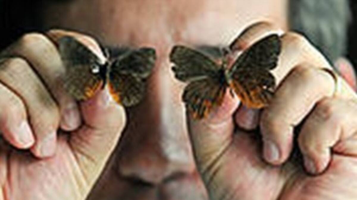 Borde norte, refugio de dos nuevas especies de mariposas