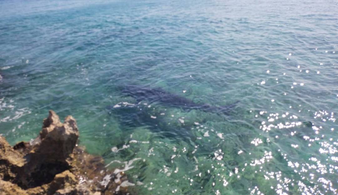 Avistamiento de Tiburón Tigre en zona costera de San Andrés. Foto: Cortesía Coralina.