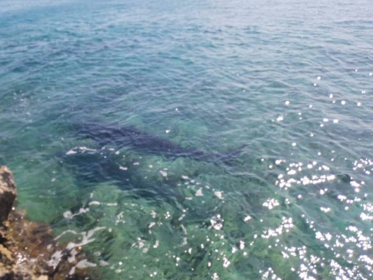 Otro tiburón tigre estaría cerca a la costa de San Andrés