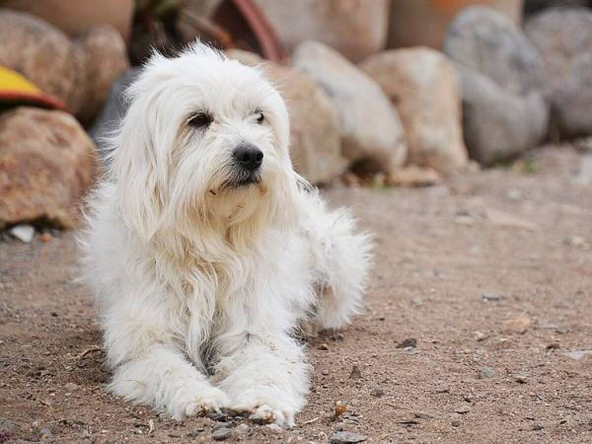 Holanda, el primer país que no tendrá animales en sus calles