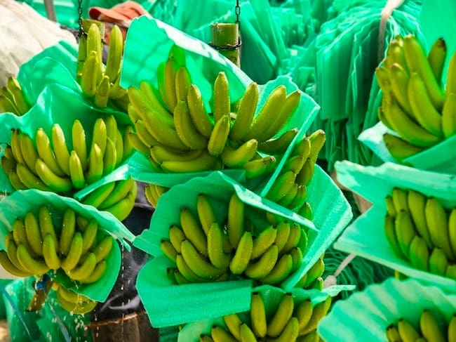 ASBAMA alerta sobre grave pérdida de competitividad ante revaluación del peso colombiano/ ASBAMA