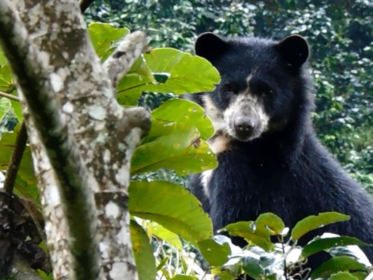 Cambio climático podría reducir hasta 60 % la población de oso andino en Colombia para 2050