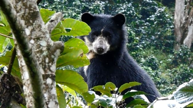 Estudios científicos proyectan una reducción cercana al 60 % en la población del oso andino en Colombia. Foto Relacionada