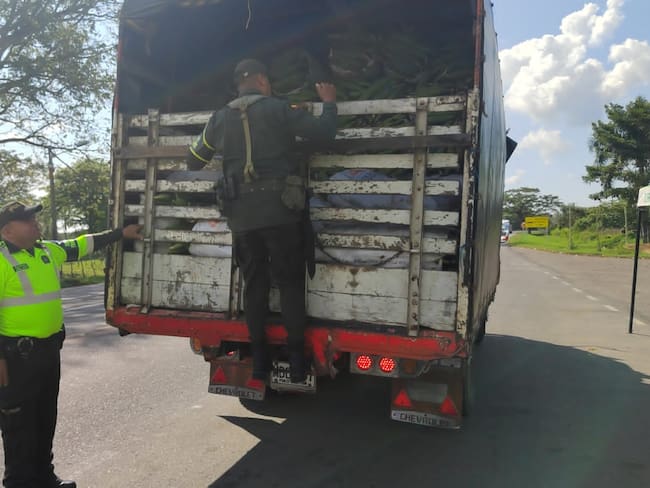 Policía de Bolívar recuperó 32 reses más hurtadas avaluadas en 120 millones