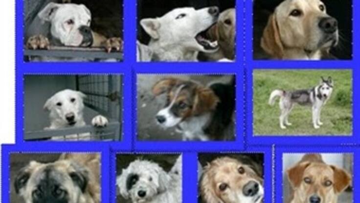 Fabiola Blanco, directora de Fundani y Ricardo Rojas, director de Salud Pública del Distrito, hablaron sobre el centro de zoonósis de Bogotá