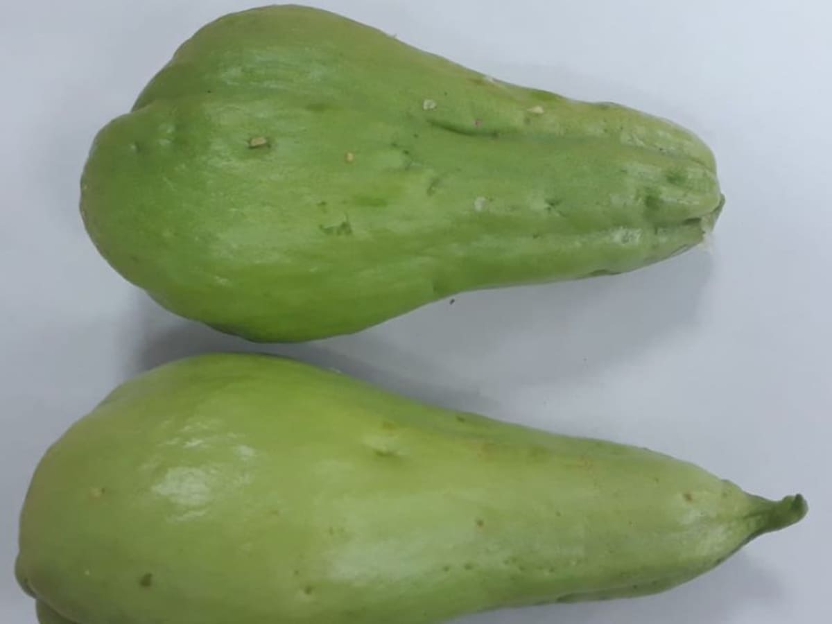 Cidra, Guatila o ‘papa de pobre’, un alimento olvidado