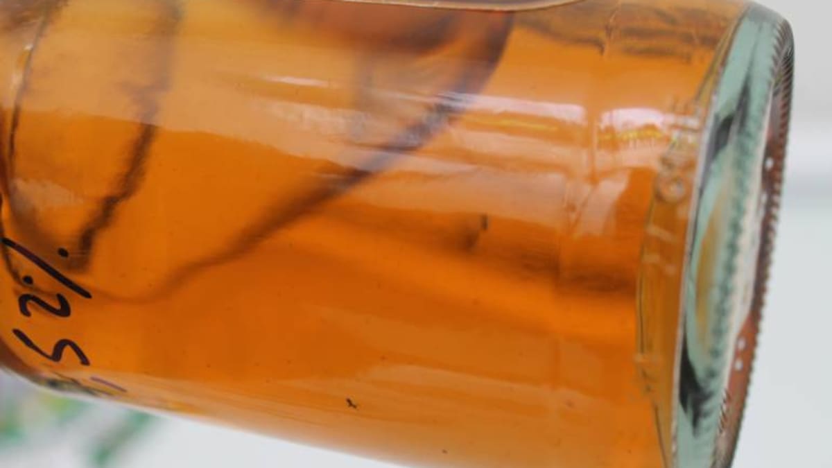Encontraron botellas de licor con residuos y hormigas