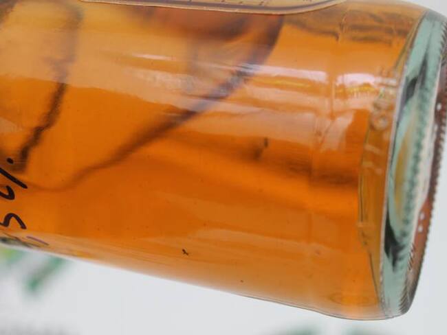Encontraron botellas de licor con residuos y hormigas