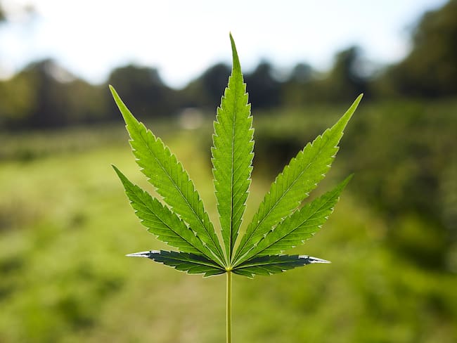 Hoja de Cannabis, imagen de referencia - Getty Images