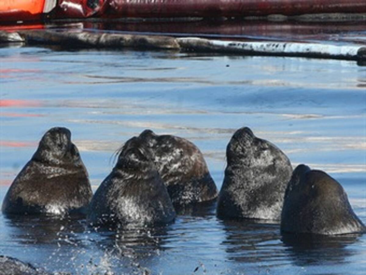 V7Inter: Derrame sin freno en el Golfo de México