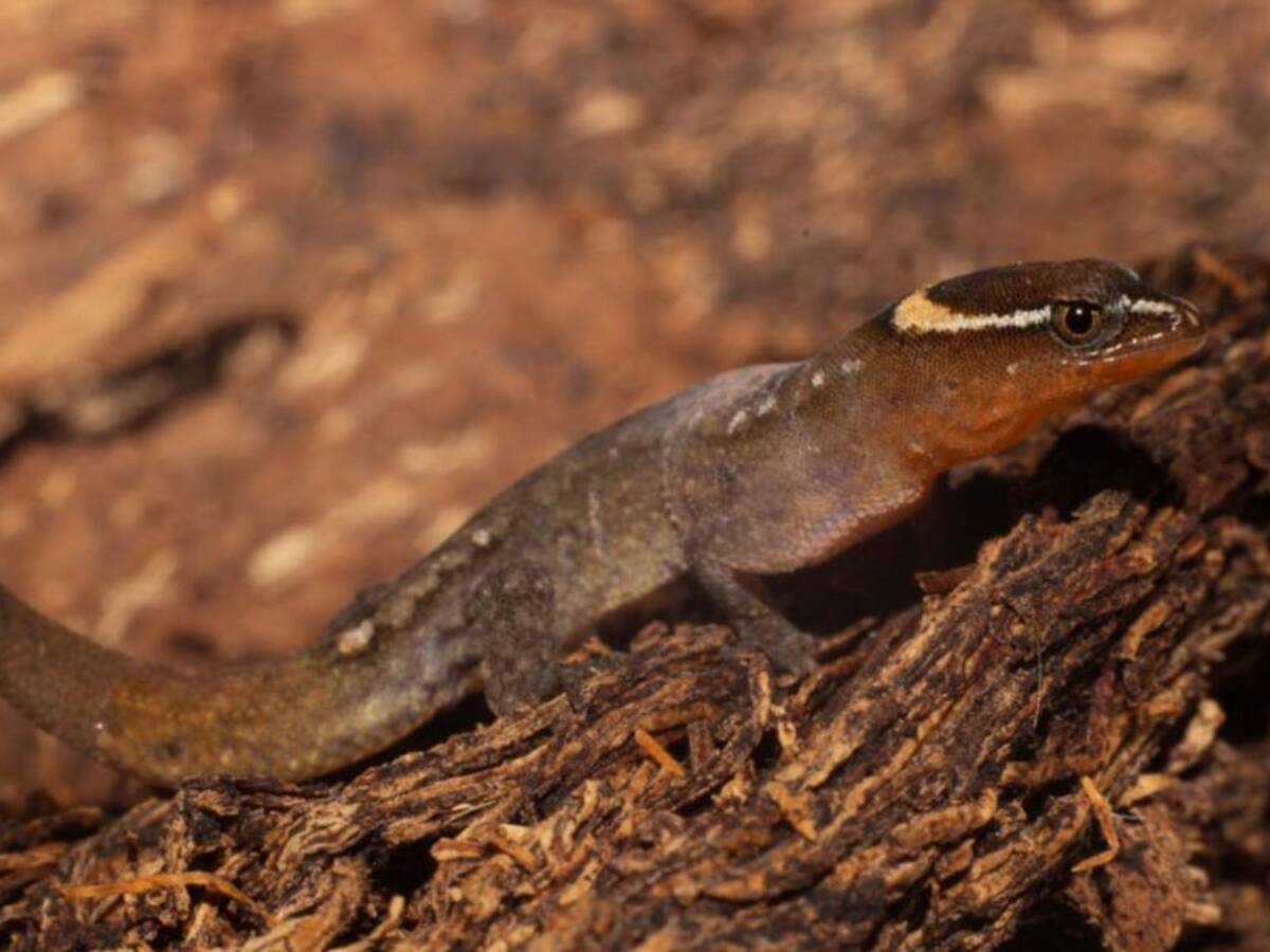 Lagarto más pequeño del mundo fue registrado en el Parque Tayrona