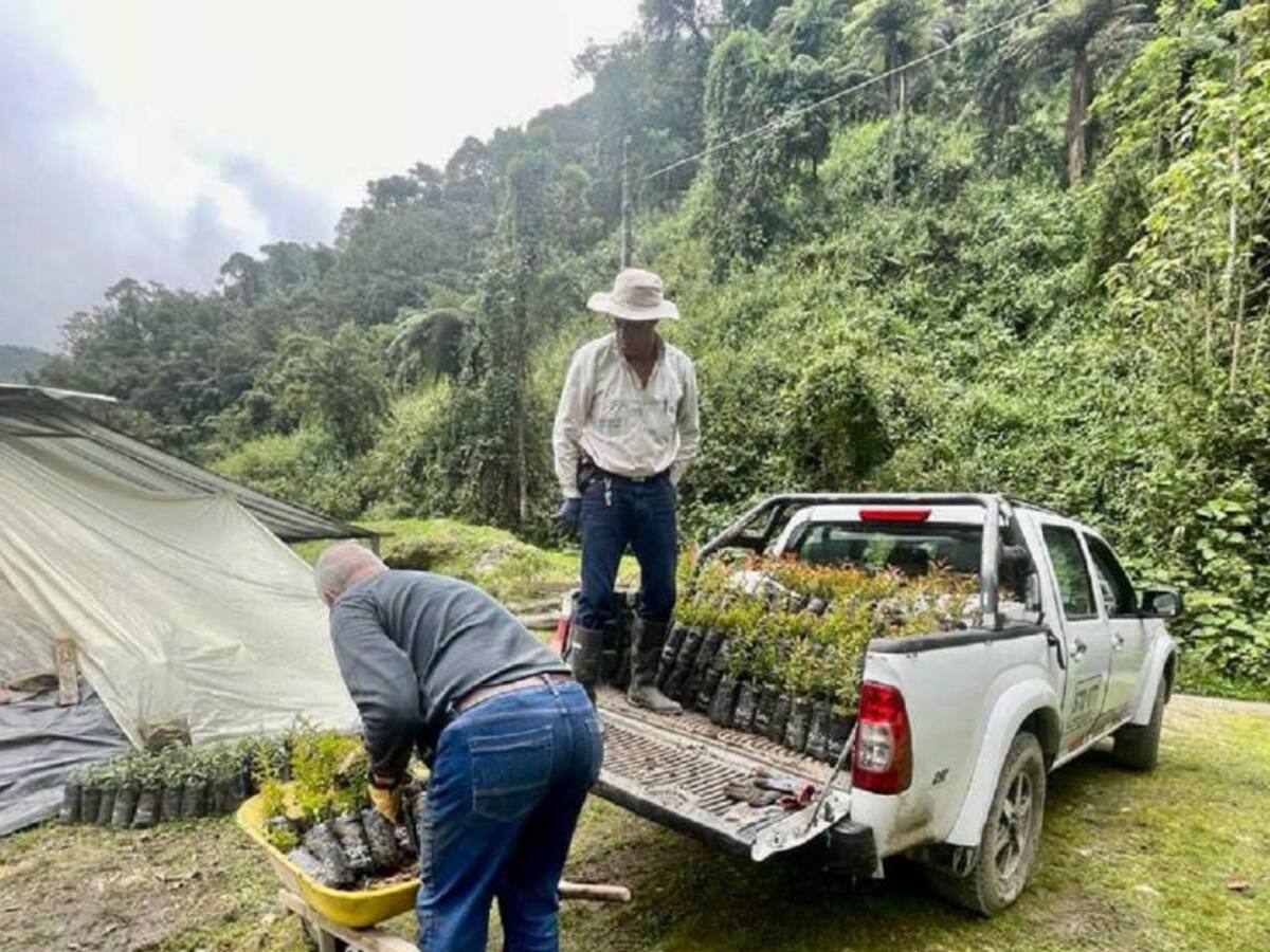 Cumplen entrega de 3 mil árboles en algunos sectores rurales de Manizales
