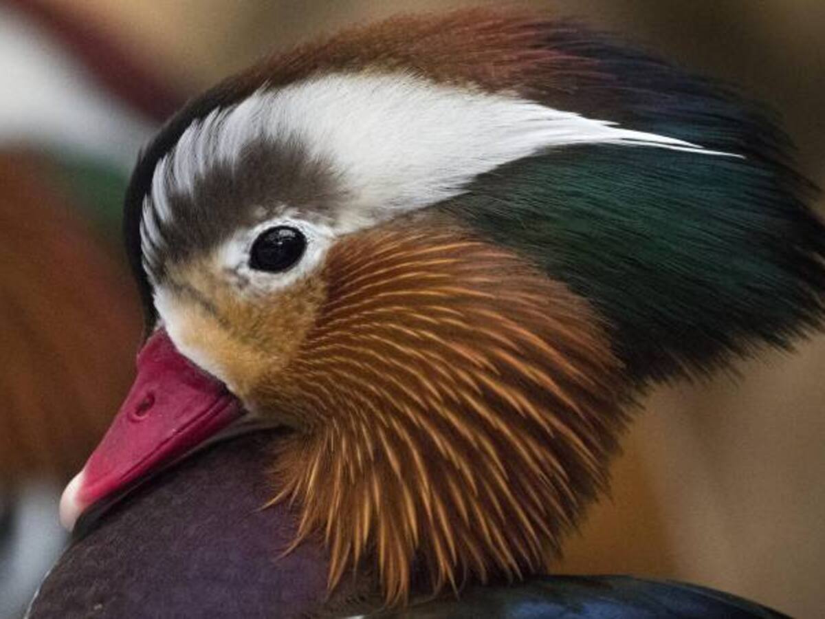 ¡Magnífico!, las postales del santuario de aves de Ciudad del Cabo
