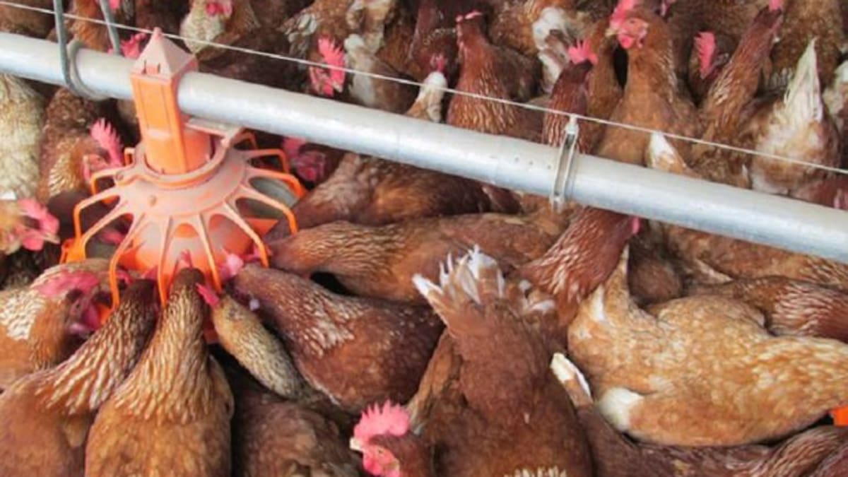 Colombia consume más pollos y huevos