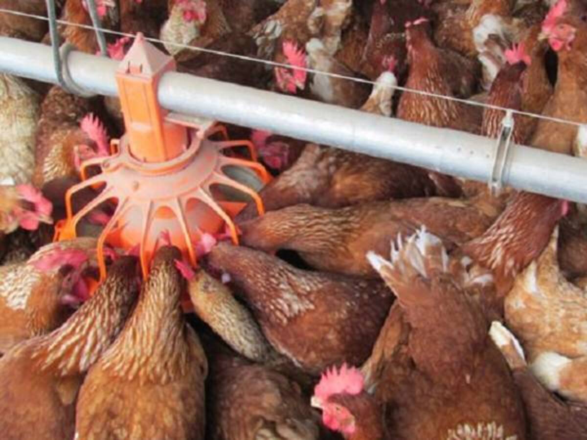 Colombia consume más pollos y huevos