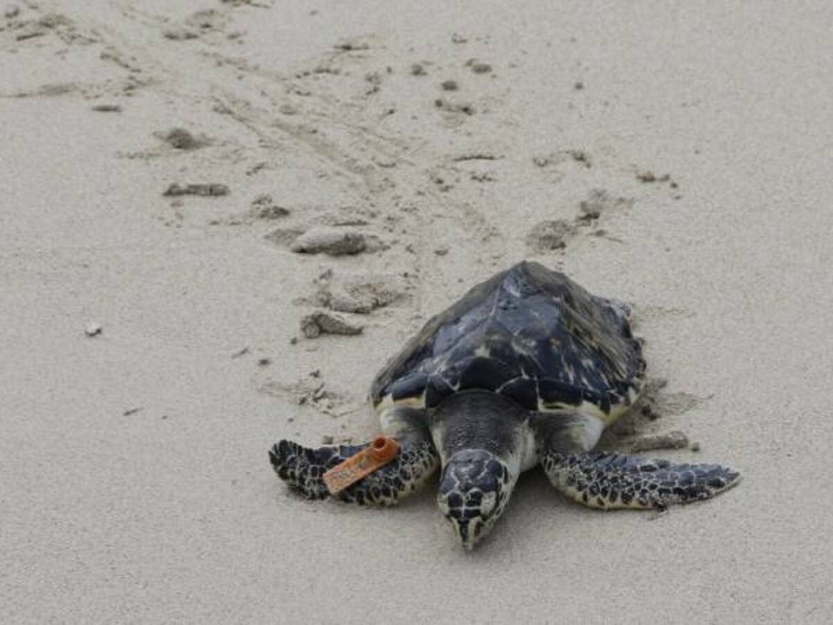 Descubren nueva especie de tortuga en el oeste de México