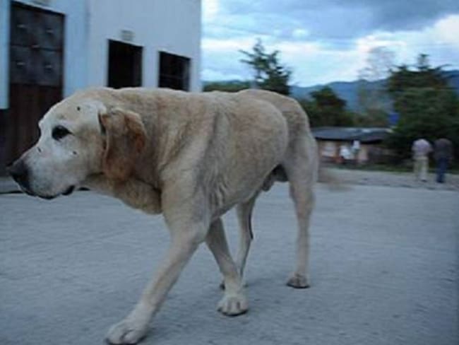 Bogotanos estarían abandonando a sus perros en Mosquera