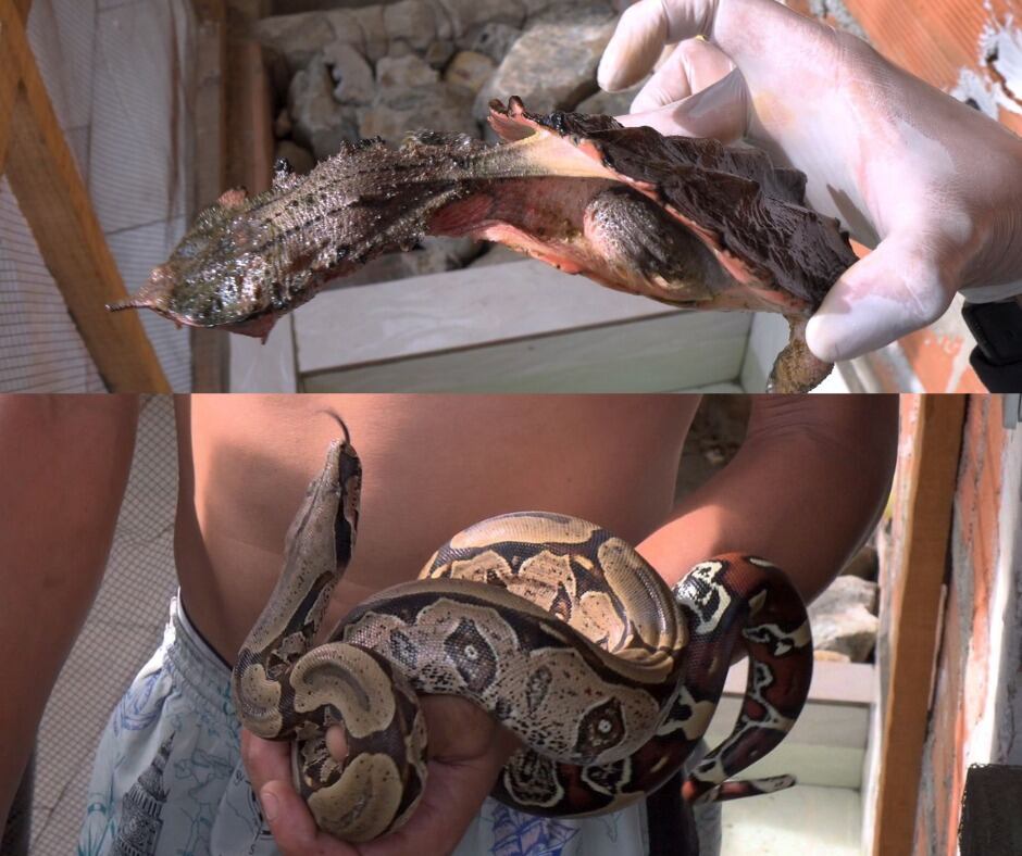 Foto: Área Metropolitana.