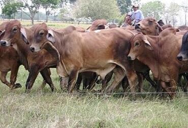 En el Tolima activaron los Frentes Solidarios de Seguridad