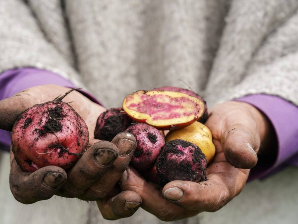 Crisis en el campo boyacense: productores de papa advierten que están al borde de la quiebra