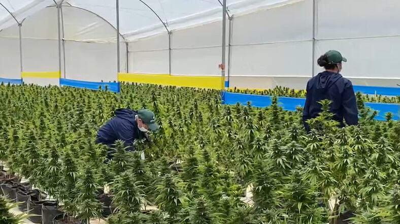 Cultivos de canabbis medicinal Greenlab / Caracol Radio.