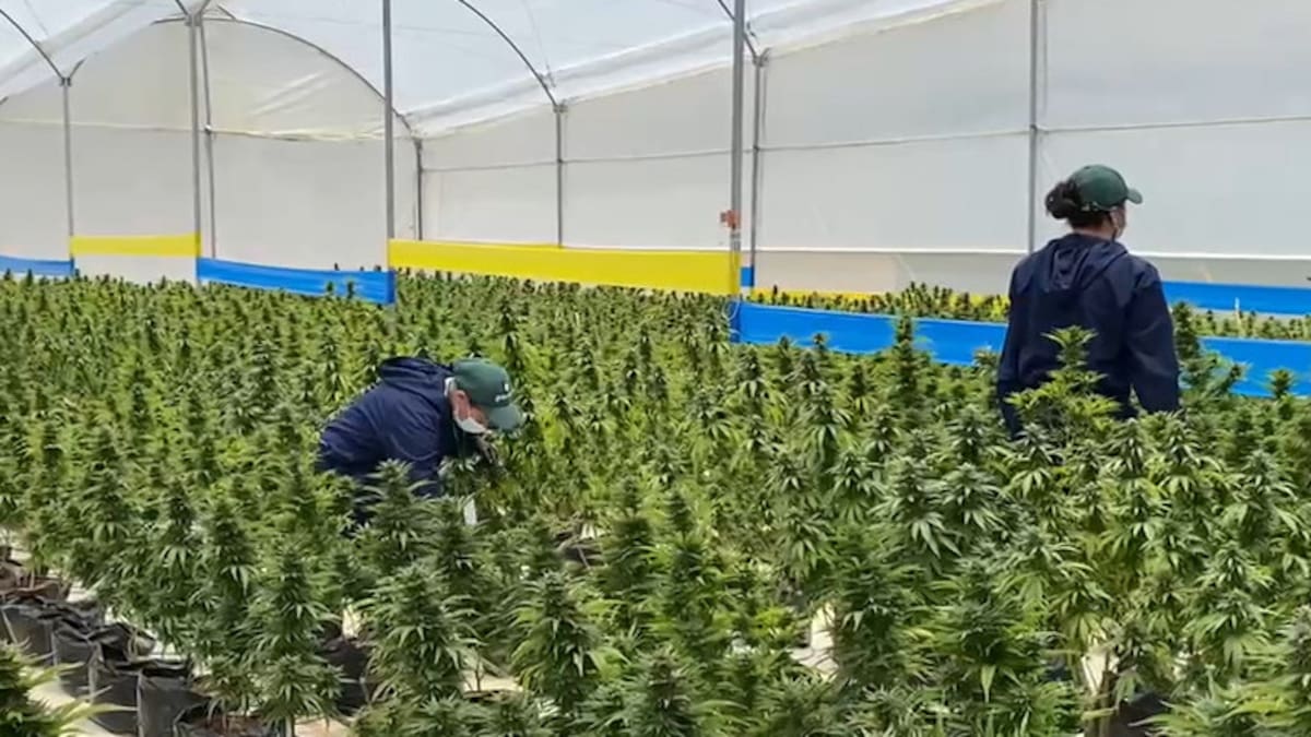 Florecen los cultivos de Canabbis medicinal en Boyacá