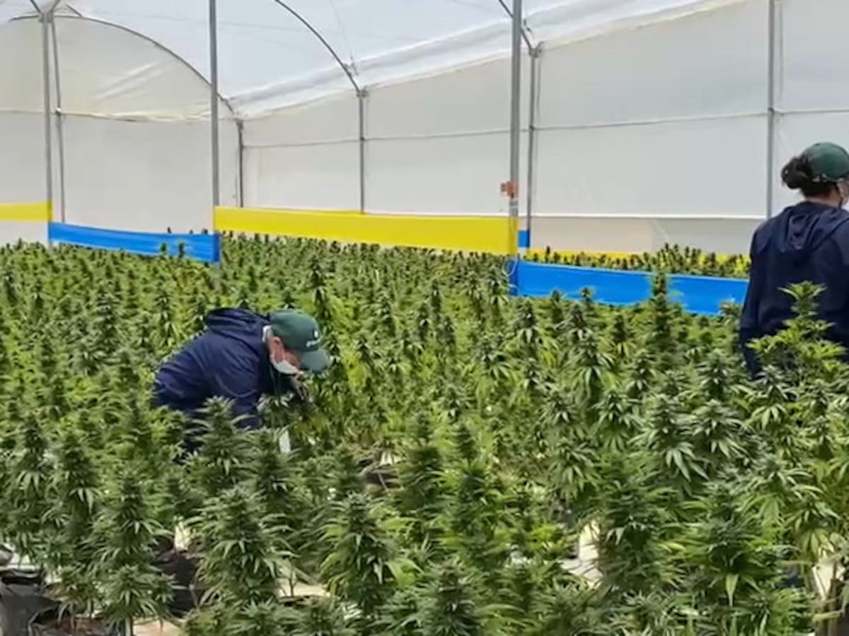 Florecen los cultivos de Canabbis medicinal en Boyacá