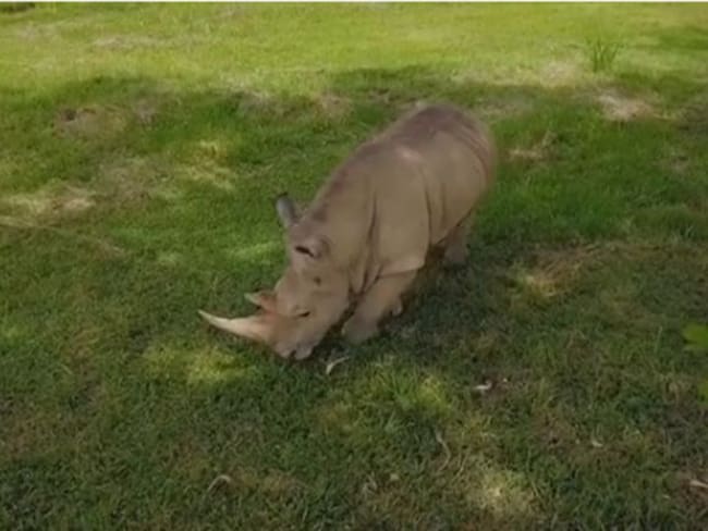 Murió &#039;Vera&#039;, uno de los cinco rinoceronte blancos que quedaban en el mundo