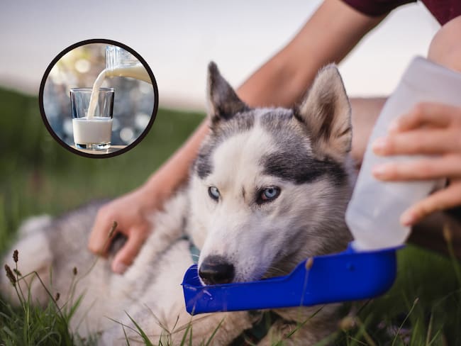 Perro tomando agua mientras se encuentra recostado en el pasto e imagen de un vaso de leche (Getty Images)
