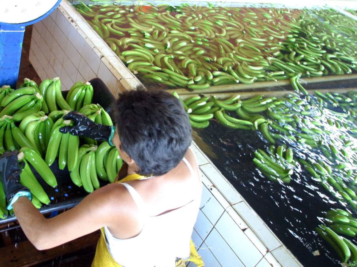 Ratifican acuerdo con el Reino Unido para la exportación del banano