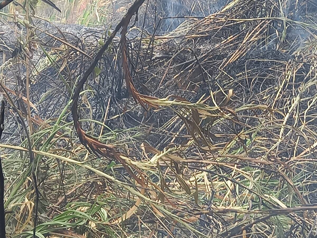 Dos incendios en el norte de Caldas quemaron cerca de 10 hectáreas de capa vegetal