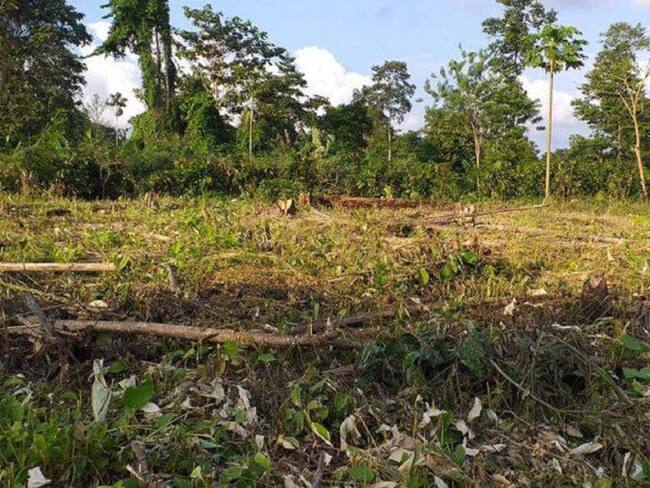 Piden investigar supuesta tala de cacao por parte del Ejército