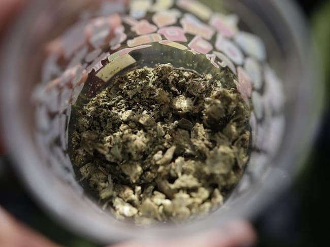 Ministerio de Salud aprobó primer cupo para exportar cannabis psicoactivo