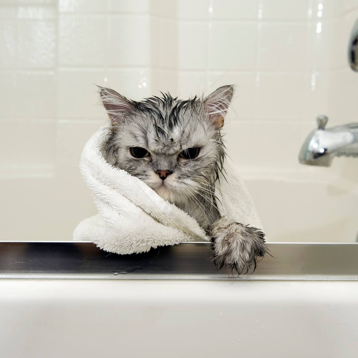 ¿Por qué los gatos odian el agua? Explicación científica