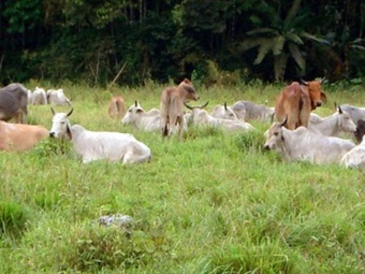 Ganadería en Colombia pasó de ocupar 14 a 39 millones de hectáreas: ONU