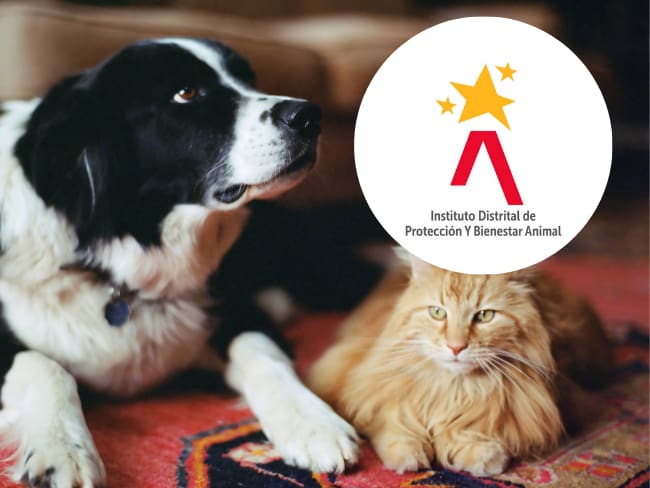 Esterilización gratuita de perros y gatos en Bogotá, Foto getty images y logo del Instituto Distrital de Protección y Bienestar Animal