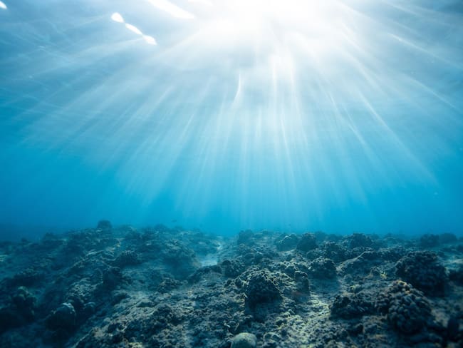 Biólogos marinos encuentran seres nunca antes vistos