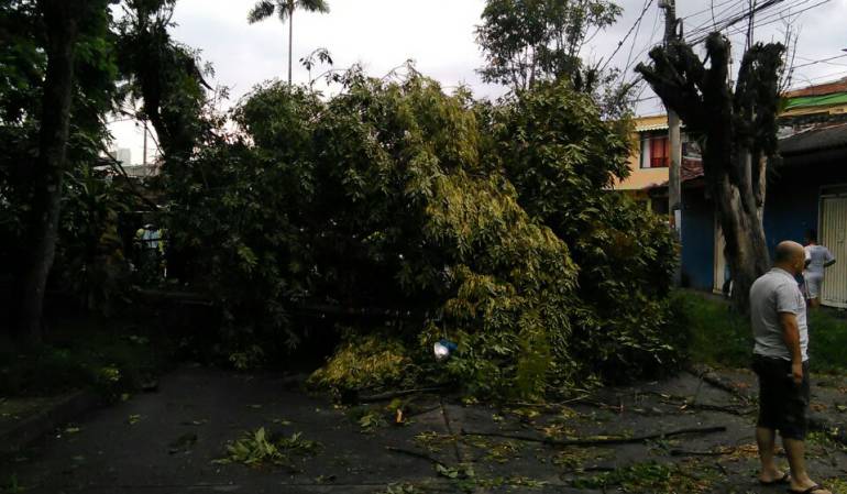 Todavía están las autoridades recogiendo árboles caídos. Las lluvias siguen.