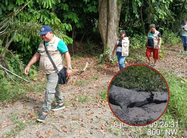 FedePescadores advierten contaminación con crudo en Barrancabermeja: murió un búfalo en la zona. Fotos: Suministradas. 