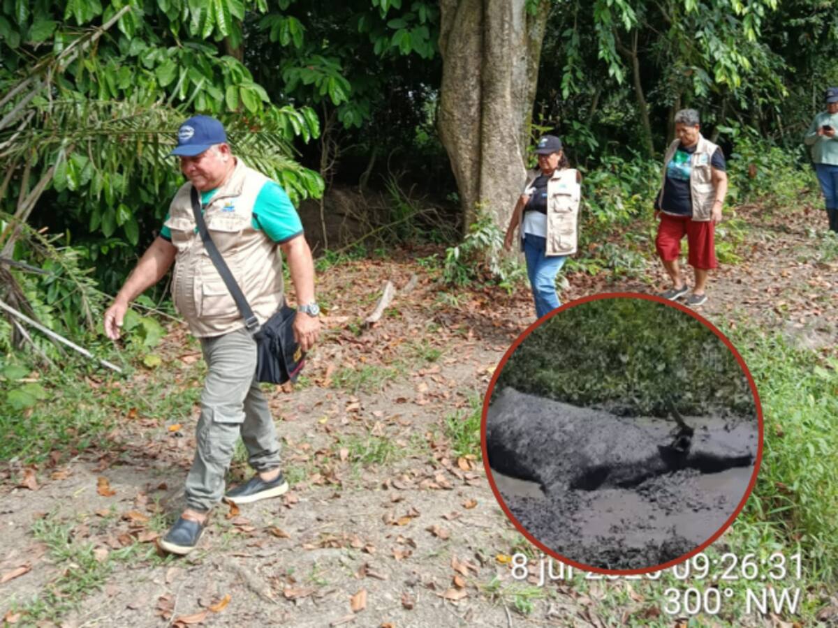 Fedepesan advierte contaminación con crudo en Barrancabermeja: murió un búfalo en la zona