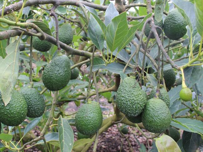 Cultivo de aguacate hass