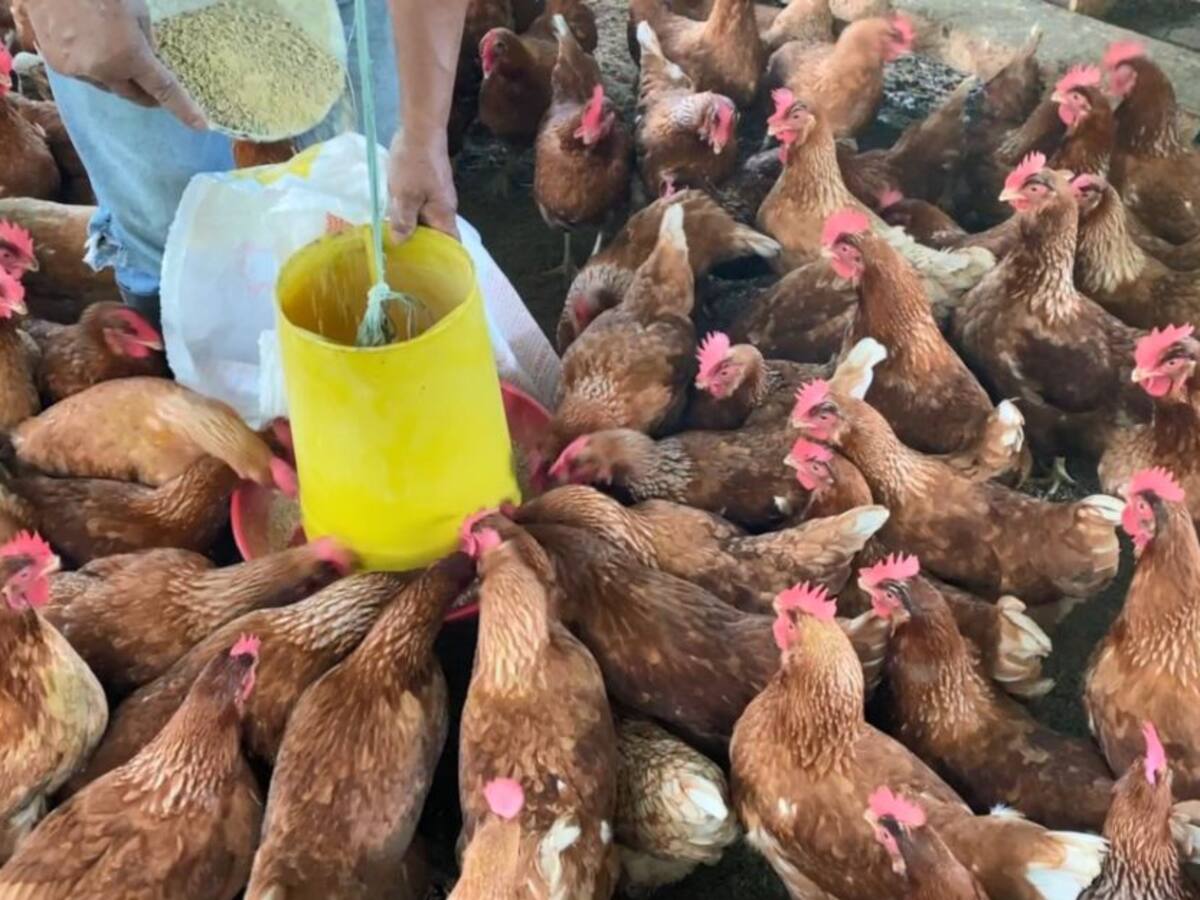 Mujeres excombatientes incursionan en el mercado avícola del Huila