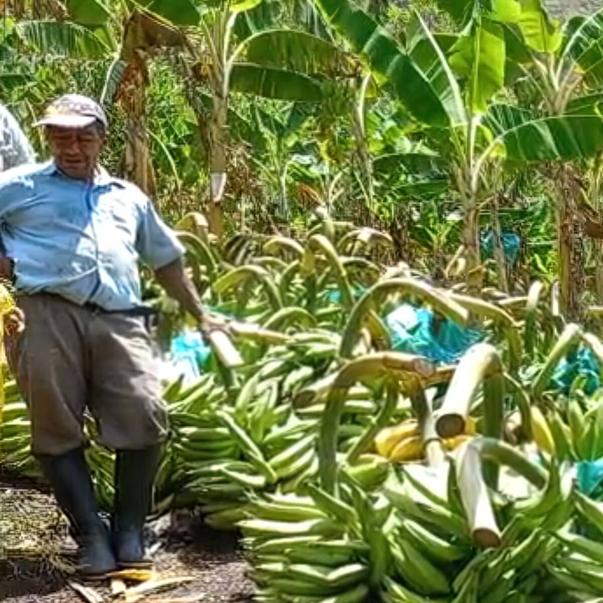 Productores huilenses logran ventas de 40 mil kilos de plátano
