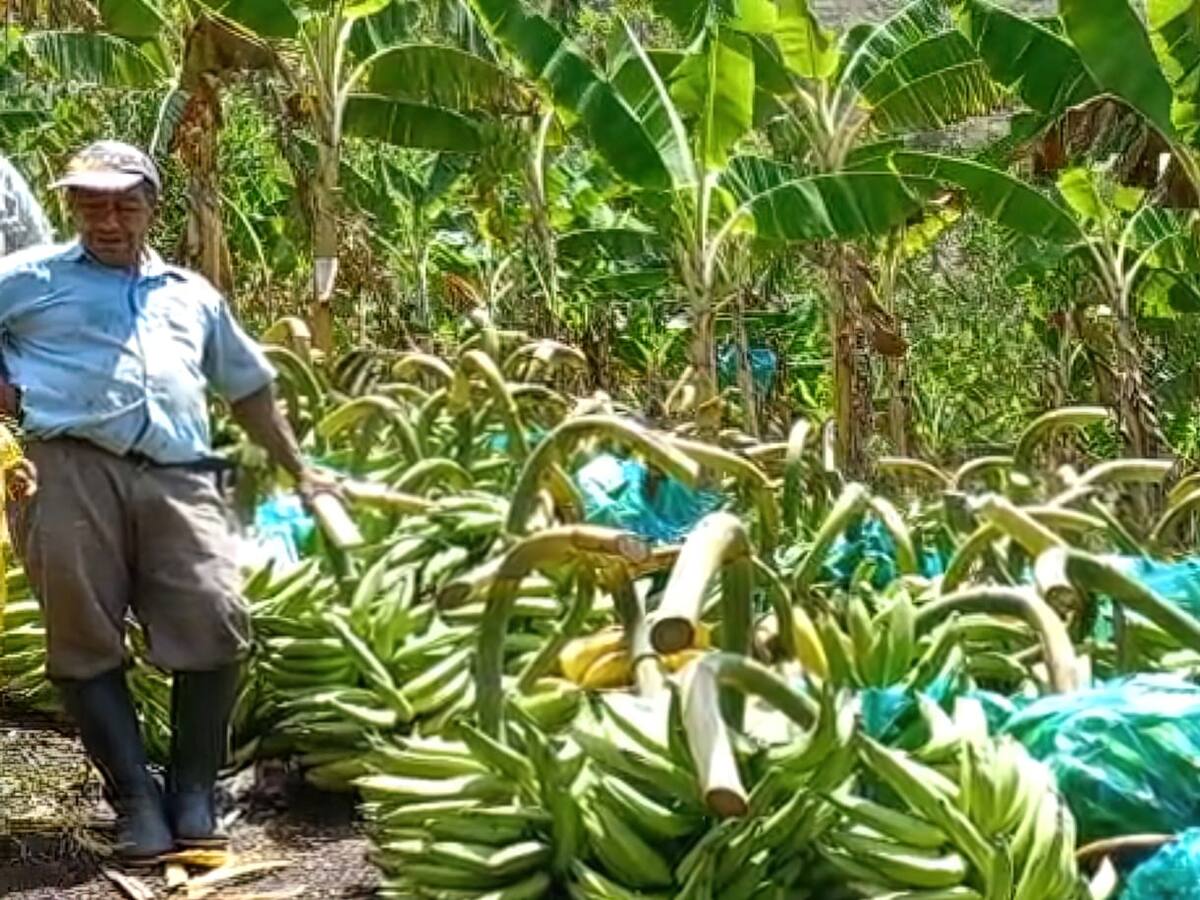 Productores huilenses logran ventas de 40 mil kilos de plátano